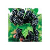 KöyFidan Chester Böğürtlen Fidanı 30-60 cm