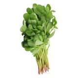 Köylüm Geniş Yaprak Aromatik Semiz Otu Fidesi (5 Adet)