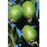 KöyMarket Kaymak Ağacı ( Feijoa ) Fidanı Viyol 20 - 30 Cm