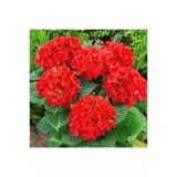 Koyu Kırmızı Ortanca Fidanı 10-20 Cm