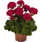 Koyu Kırmızı Sardunya Çiçeği Fidanı 10-20 Cm