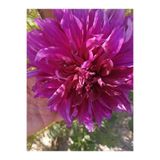 koyu mor Dahlia Yıldız Çiçeği Soğanı Yumrusu 1027853