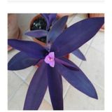 Koyu Mor Telgraf Çiçeği Fidanı Fidesi 10-20 Cm