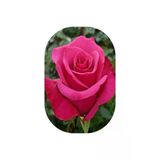 Koyu Pembe Gül Fidanı Kokulu Yediveren 10-20 Cm