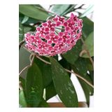 Koyu Pembe Hoya Carnosa Mum Çiçeği 30-50Cm 1 Adet Sarmaşık Bitki