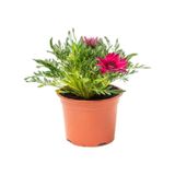 Koyu Pembe-kırmızı Renk Gazanya Çiçeği 2 Adet Saksılı 10-20cm Bahçe Balkon Çiçeği