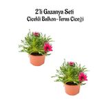 Koyu Pembe Renk Gazanya Çiçeği 2 Adet Saksılı(10-20Cm) Bahçe Balkon Çiçeği, BTS0101NA1331