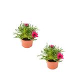 Koyu Pembe Renk Gazanya Çiçeği 2 Adet Saksılı(10-20Cm) Bahçe Balkon Çiçeği, BTS04062025BYB169