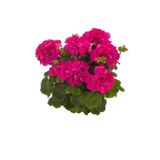 Koyu Pembe Sardunya Fidesi 10-20 cm