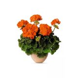 Koyu Turuncu Sardunya Çiçeği Fidanı 10-20 Cm