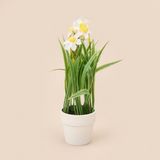 Kpm Spring Asorti 6x5 cm Çiçek