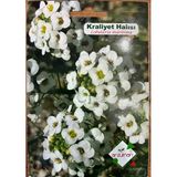 Kraliyet Halısı Çiçeği 100 Adet Tohum
