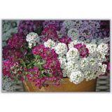 Kraliyet Halısı Tohumu Alyssum Flower Tohumu 5 Tohum+Hediye Tohum