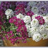 Kraliyet Halısı Tohumu Alyssum Flower Tohumu 5 Tohum+Saksı+Toprak