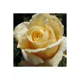 Krem Gül Fidanı 10-20 Cm