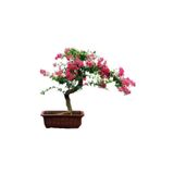 Krep Mersin Bonzai Ağacı Tohumu 5 Adet Bonsai Ağacı Tohumu