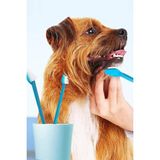 Krizantem Kedi Diş Fırçası 4 Adet Çift Taraflı Evcil Hayvan Ağız Sağlığı Köpek Yavru ve Yetişkin