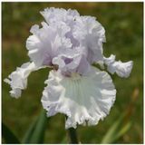 Kírík Beyaz Iris Süsen Çiçegi Soganı - ADAFDN0158
