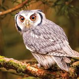 KS Games 100 Parça Animal Planet Bengal Eagle Owl Puzzle