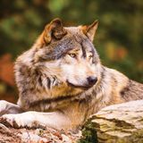 KS Games 100 Parça Animal Planet Lonewolf Puzzle