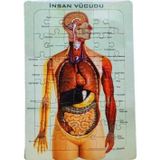 Ks Puzzle İnsan Vücudu Puzzle-İskelet 25X35 - 3 adet