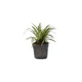 Küçük Boy Kurdele Çiçeği Chlorophytum Comosum Variegatum 10-20 Cm