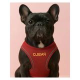 Küçük Ve Orta Irk Köpekler İçin Renk Seçenekli Göğüs Tasması