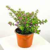Kufeya Cennet Çiçeği Fidanı Pembe Cuphea Hyssopifolia 15-25 cm