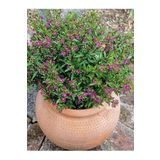Kufeya Cennet Çiçeği Mor Cuphea Hyssopifolia 20-30Cm (İç Mekan Bitkileri), BTSR375
