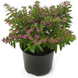 Kufeya Fidanı (Cennet Çiçeği) Pembe 10-20 cm
