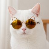 Kulaklı Kedi Güneş Gözlüğü 8 cm (Bronz Aynalı)