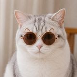 Kulaklı Kedi Güneş Gözlüğü 8 cm (Kahverengi)