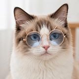 Kulaklı Kedi Güneş Gözlüğü 8 cm (Mavi)