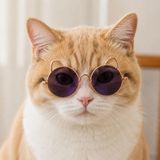 Kulaklı Kedi Güneş Gözlüğü 8 cm (Mor)