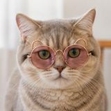 Kulaklı Kedi Güneş Gözlüğü 8 cm (Pembe)