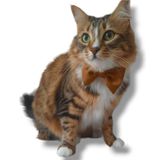 Kumaş Kedi Tasması - Saten Fiyonklu Kedi Tasması - Kedi Kemeri - Kedi Kuşağı