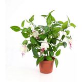 Küpe Çiçeği Küpeli Fidanı Fuchsia Hybida 10-20 cm