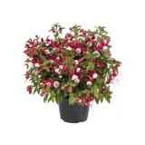 Küpe Küpeli Çiçeği Fidanı 10-20 Cm Fuchsia