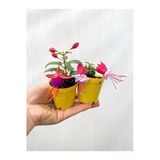 Küpe Küpeli Çiçeği Fidesi Karışık Renk 2 Adet 10-20 Cm
