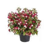 Küpeli Çiçeği Fidanı 10-20 Cm Fuchsia