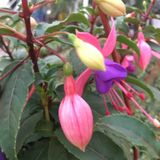 Küpeli Çiçeği Fidanı 5-15 Cm Fuchsia