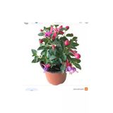 Küpeli Çiçeği Fidanı Pembe Mor 10-20 Cm