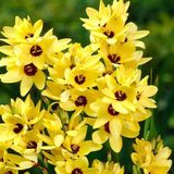 Kuraklığa Ve Dona Dayanıklı Mısır Zambağı Gelin Soğanı Çiçeği Yellow Emperor Ixia Çiçeği Soğanı (10 Adet)