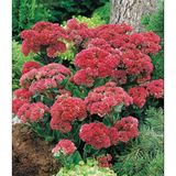 Kuraklığa Ve Soğuğa Dayanıklı Yayılıcı Sedum Munstead Dark Red Taş Çiçeği Soğanı (1 Adet)