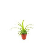 Kurdela Çiçeği 8,5 Cm Saksıda 10-20 Cm
