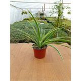 Kurdela Çiçeği Chlorophytum Comosum 13 cm Saksıda