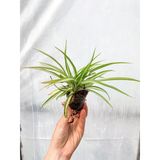 Kurdela Çiçeği (Chlorophytum Comosum Green) Fidanı 10-20 Cm