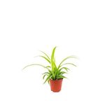 Kurdela Çiçeği Fidanı 8 Cm Saksıda 10-20 Cm
