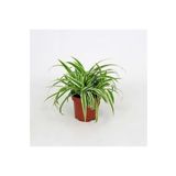 Kurdela Kordela Çiçeği 10-20 Cm Chlorophytum Comosum