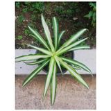 Kurdela Kordela Salon Çiçeği 10-20 Cm